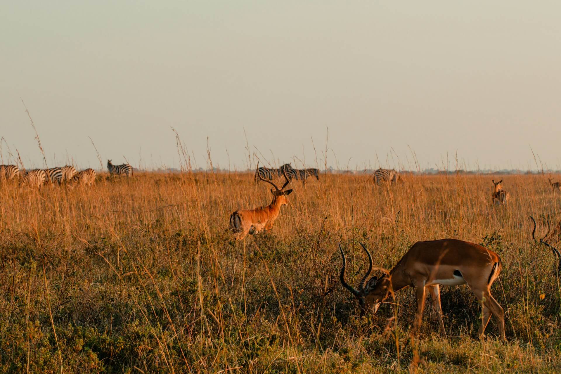 Nairobi national park tour