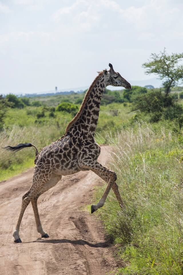 Nairobi national park tour