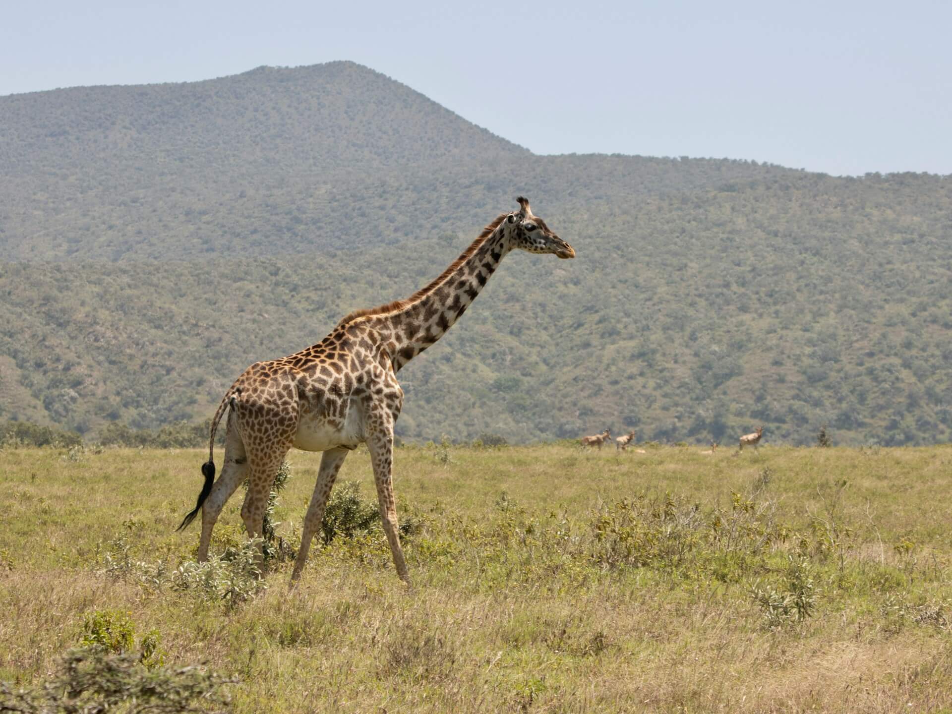 Giraffe at Hell's Gate