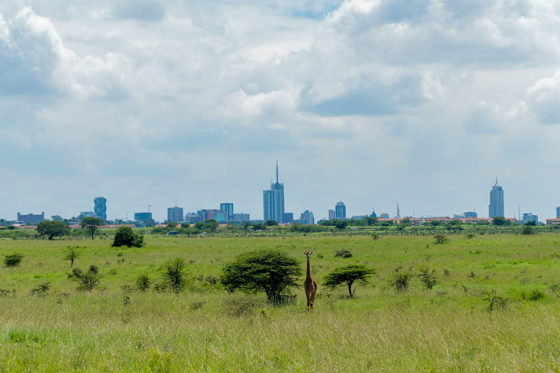 Nairobi National Park Half Day Tour