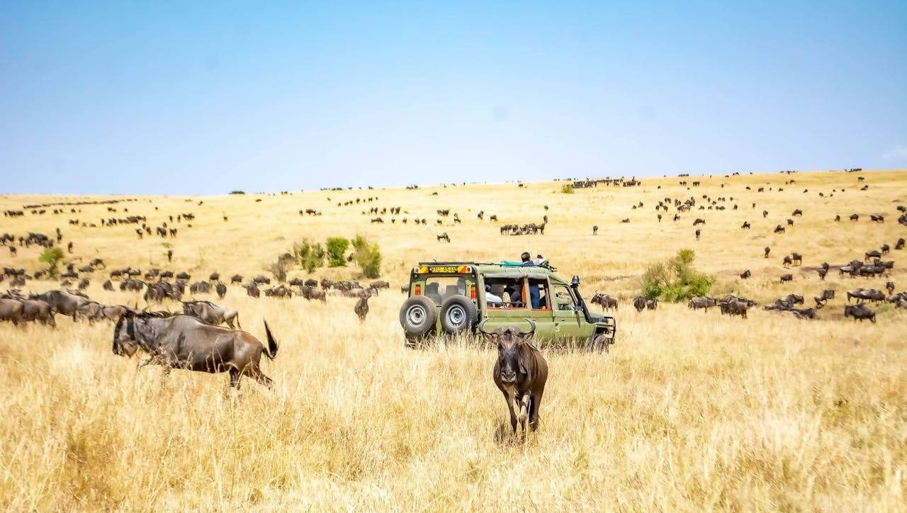 Animals in Maasai Mara