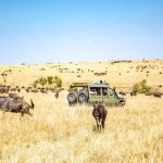 Animals in Maasai Mara