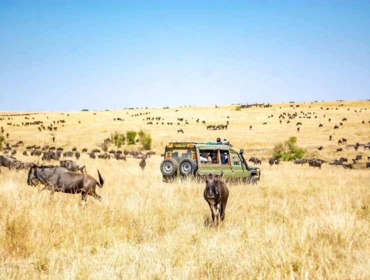 Animals in Maasai Mara