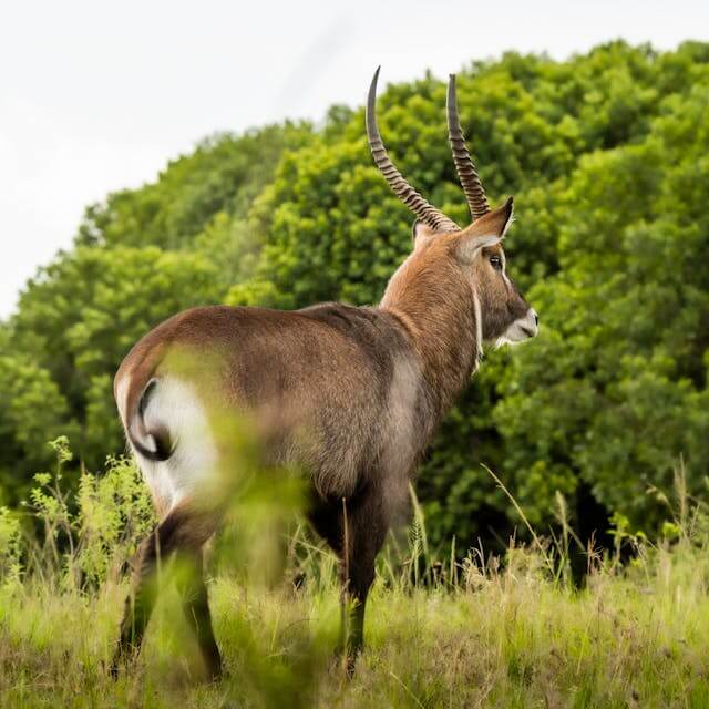 Animals in Maasai Mara