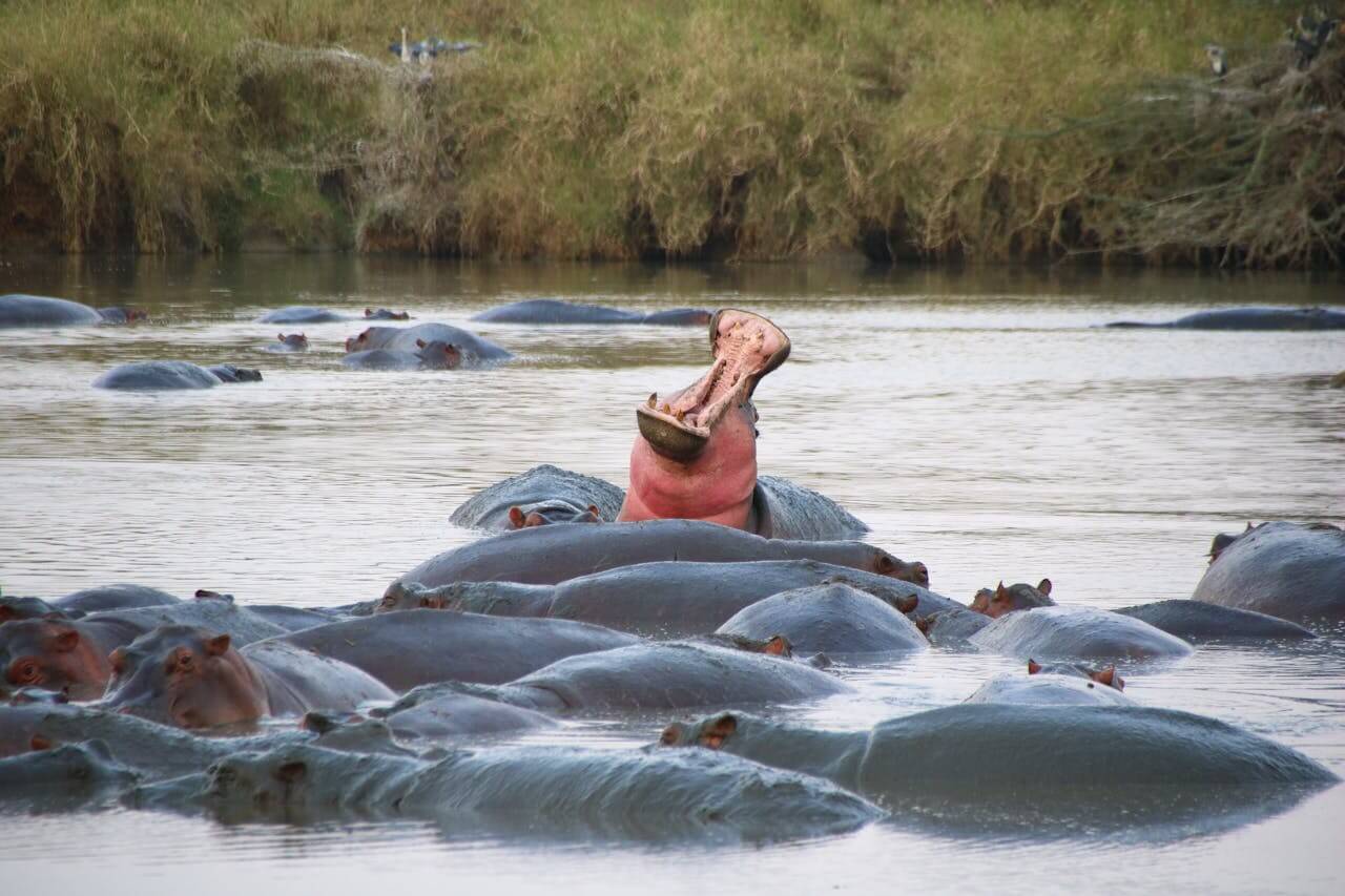 Hippos in Mara River