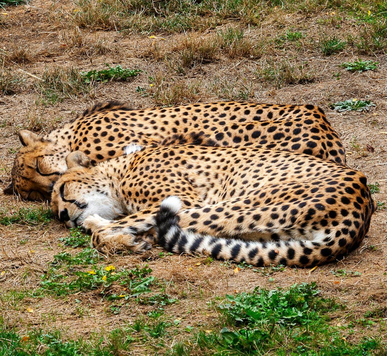 Cheetahs in Maasai Mara