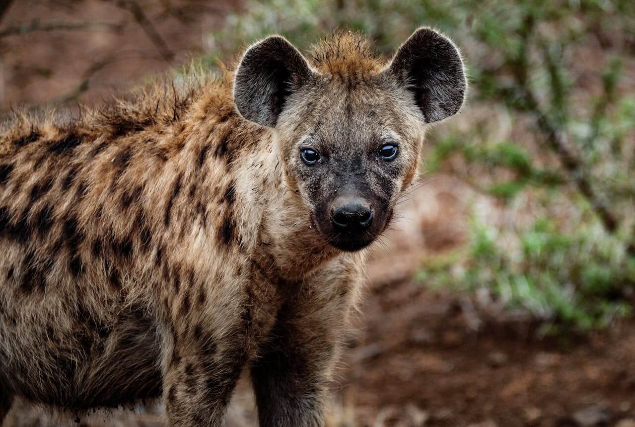 Hyenas in Maasai Mara