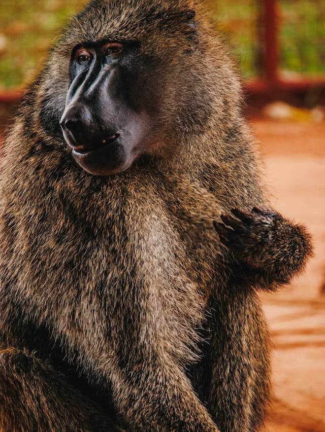 Baboons in Mara