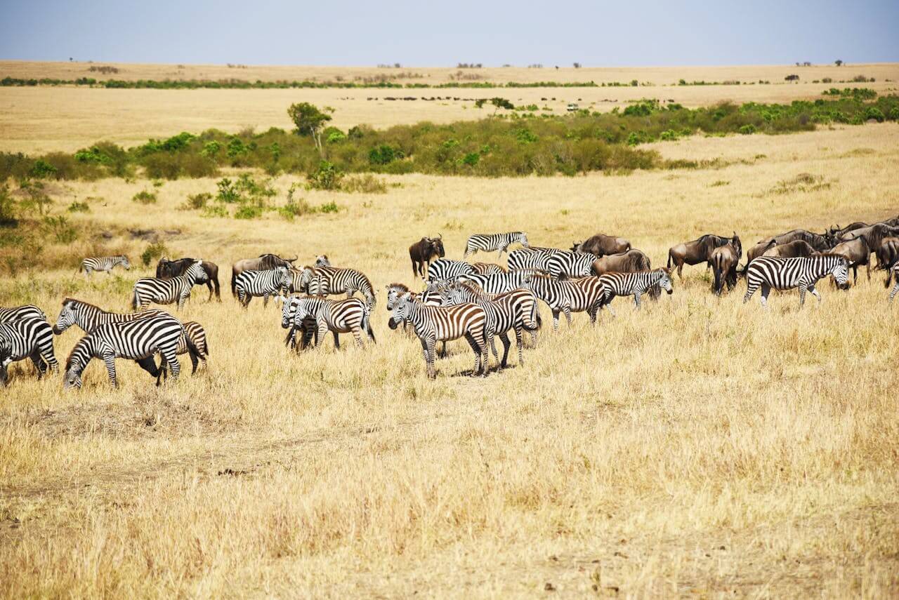 Zebras and Wildebeests in Maasai Mara