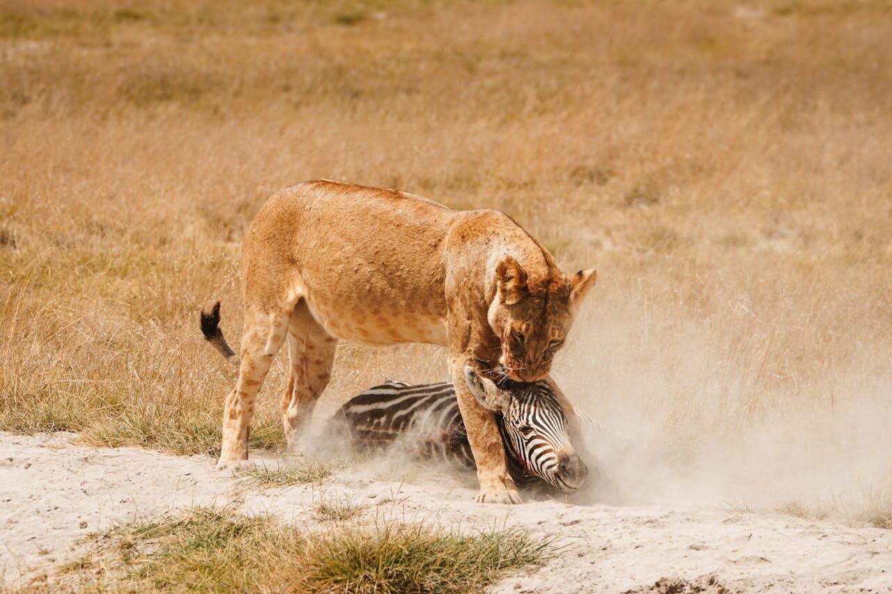 Animals in Maasai Mara