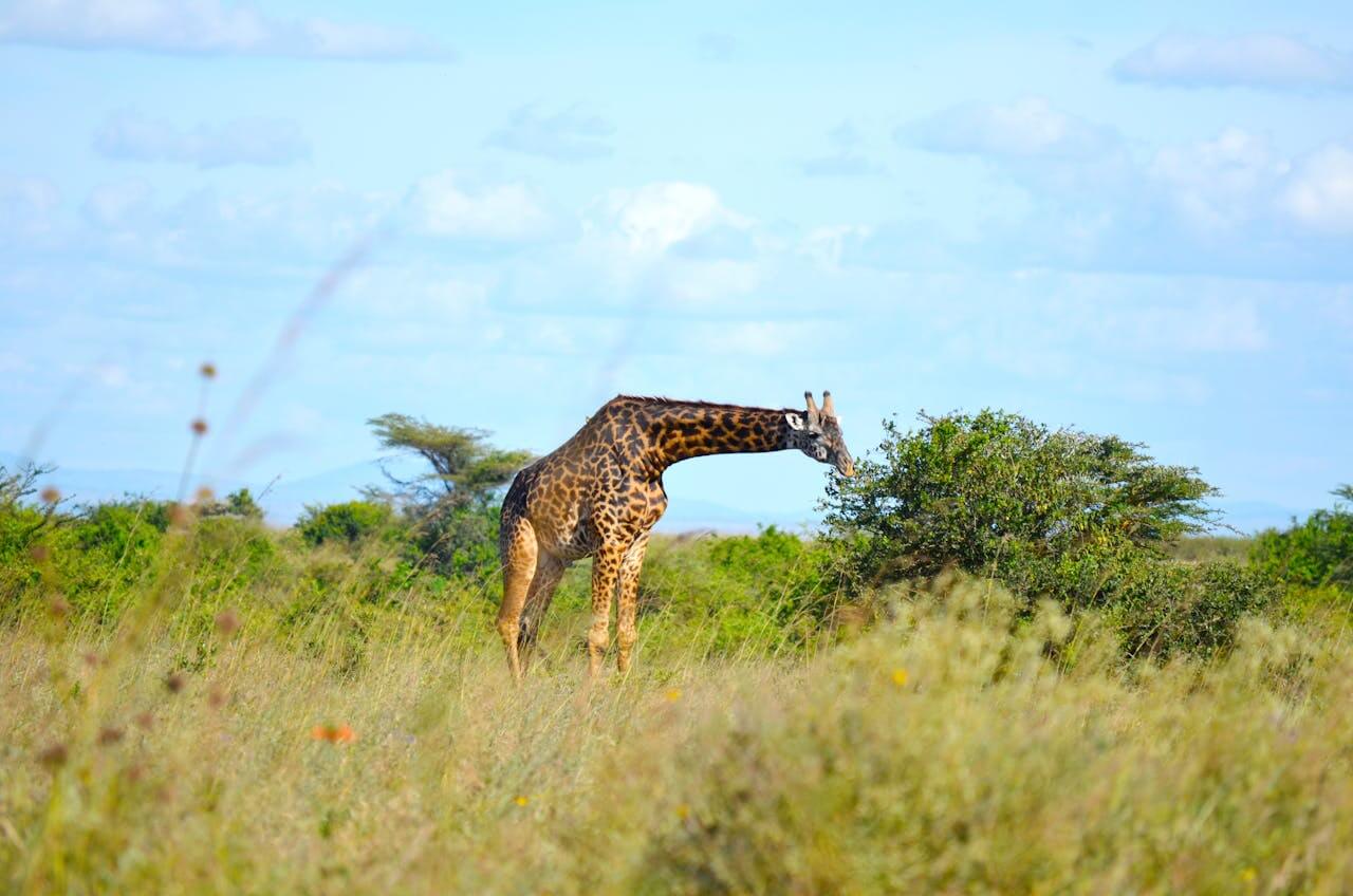 Giraffes in Maasai Mara