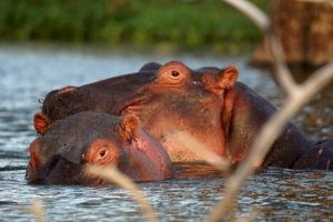 2 Days Lake Naivasha & Hell's Gate Tour Package