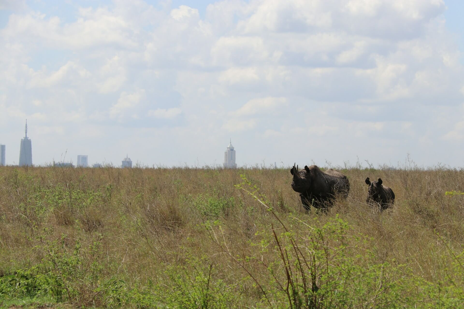 Nairobi national park day trip