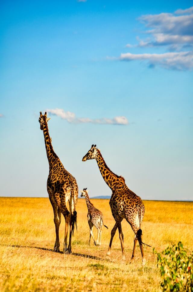 3 Days Masai Mara Safari