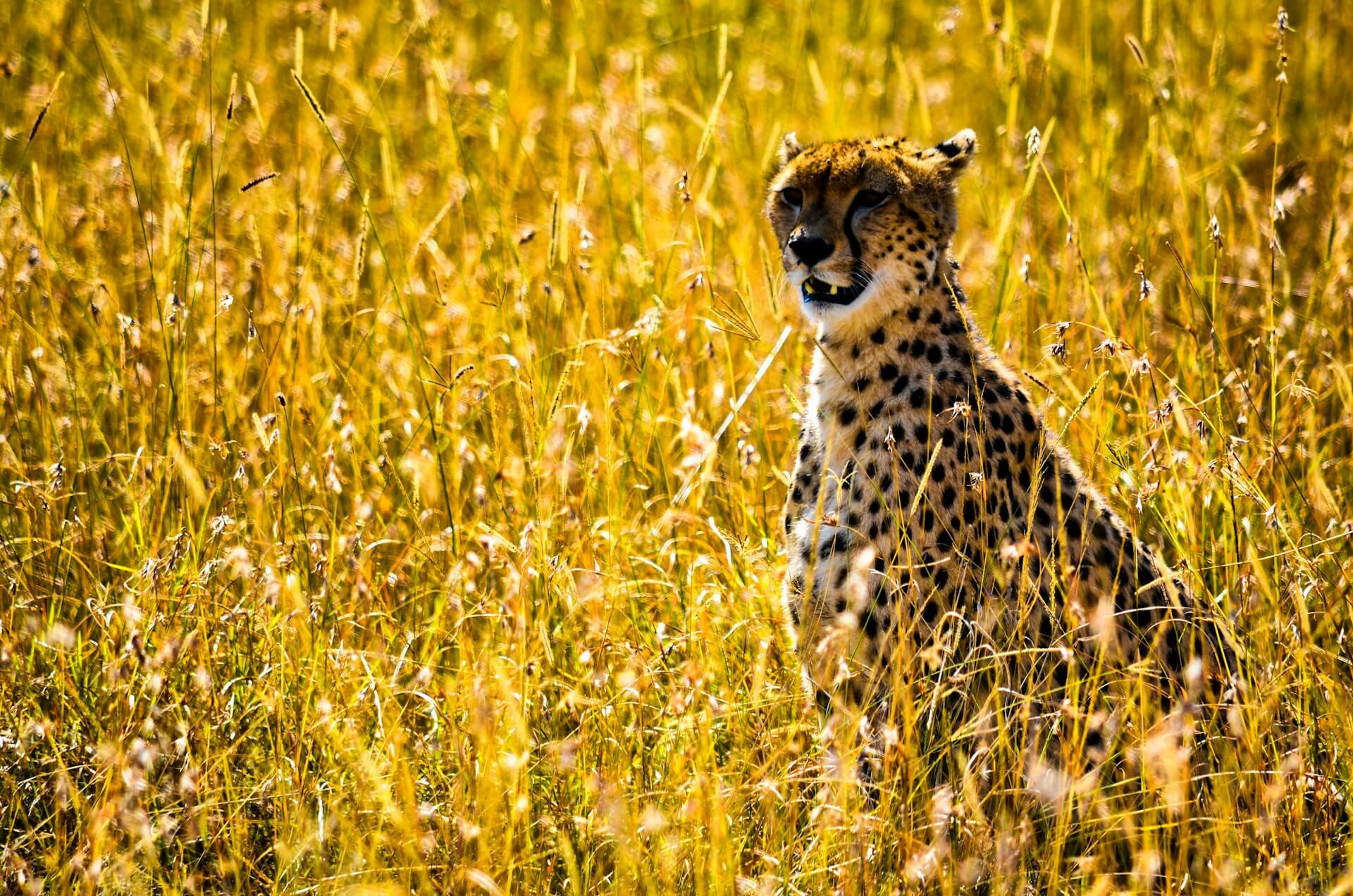 3 Days Maasai Mara Safari