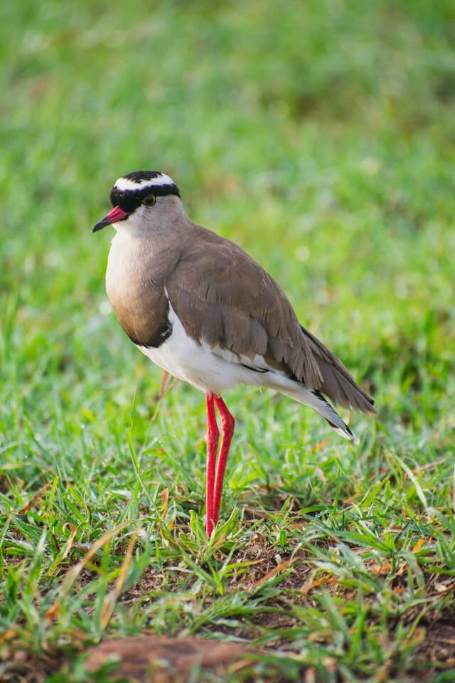 Bird Maasai Mara