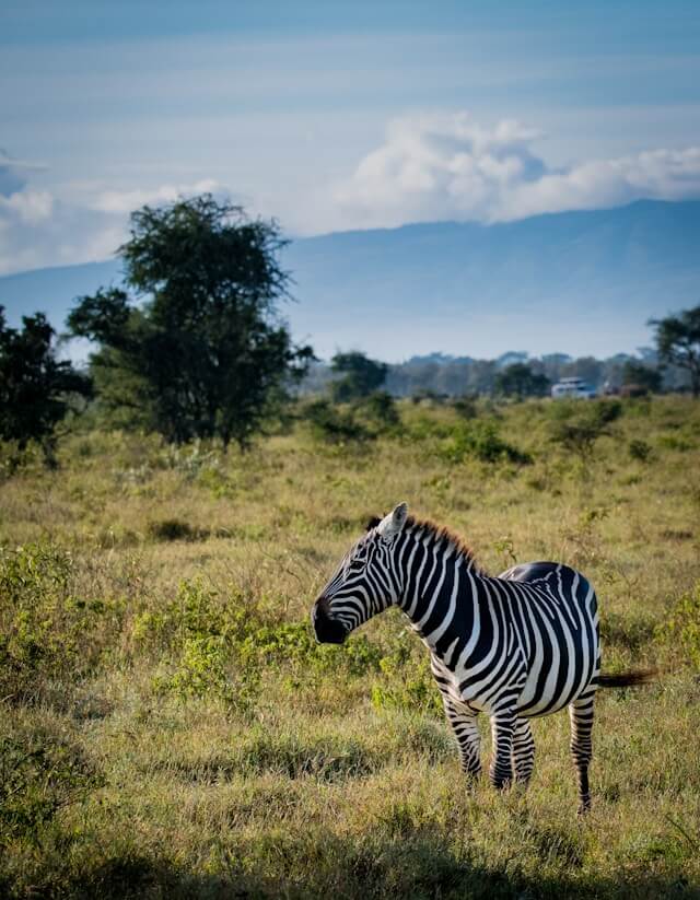 Zebra at Amboseli National Park