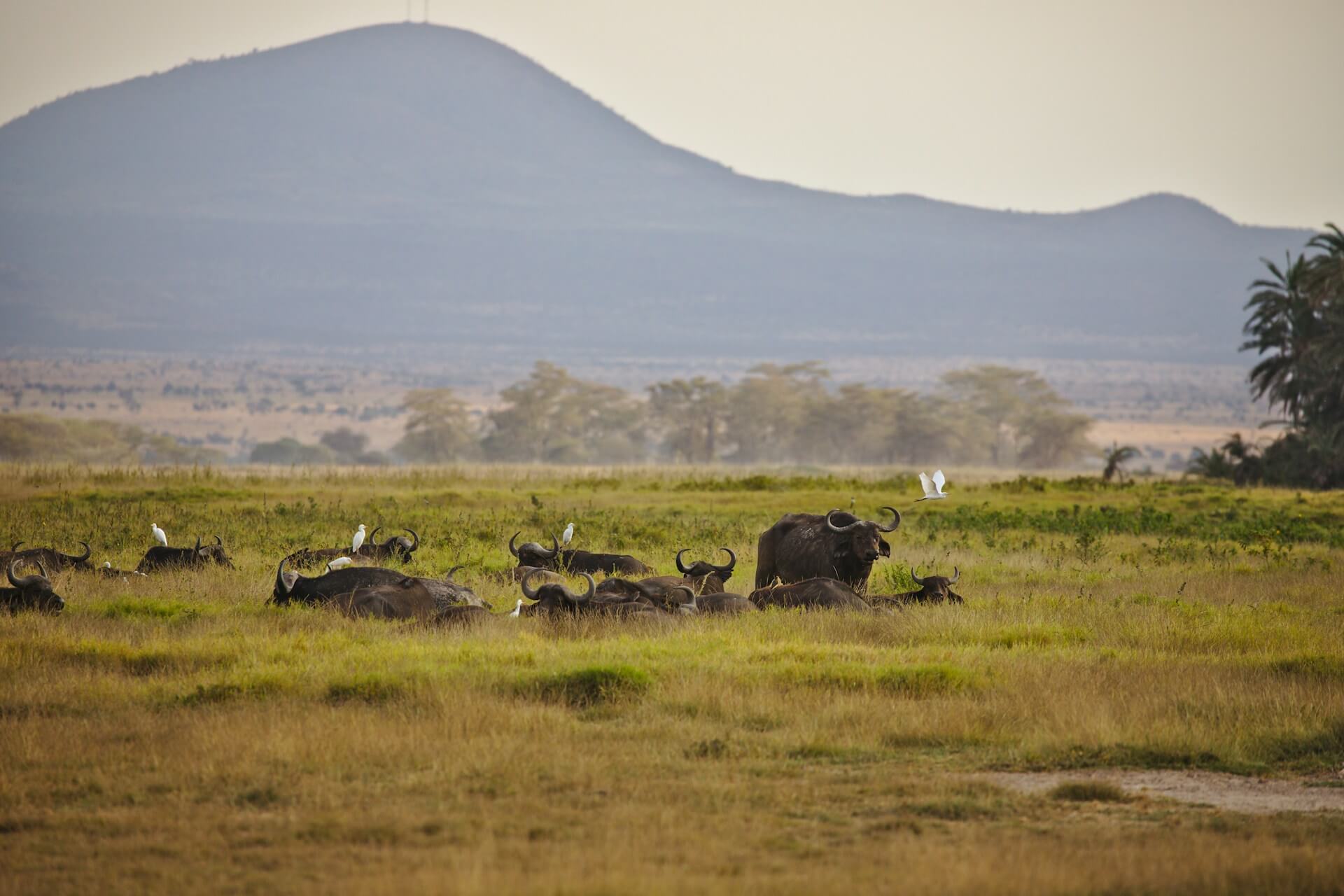 Buffalo at Amboseli National Park