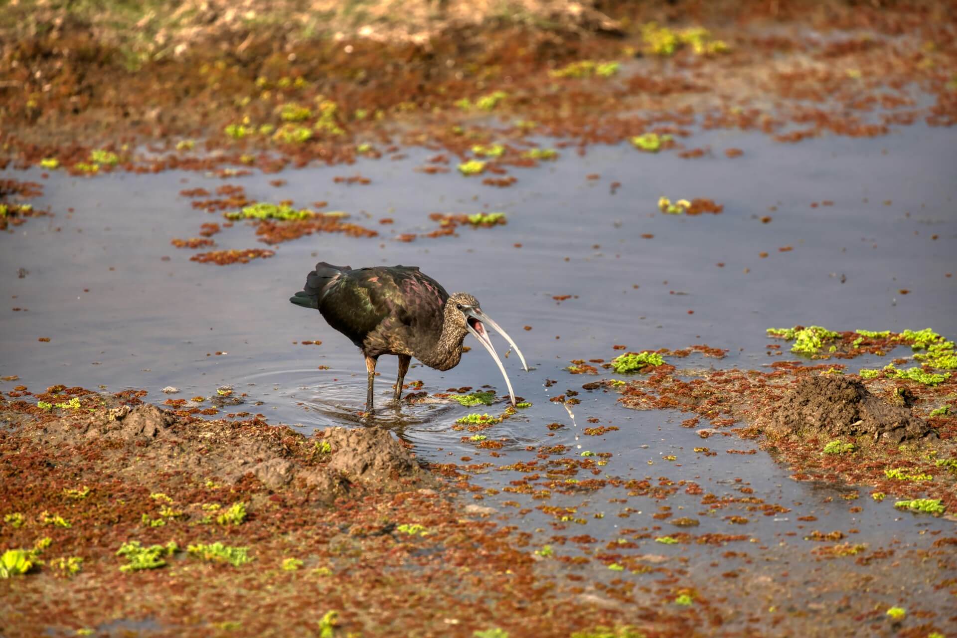 Birdwatching in Amboseli