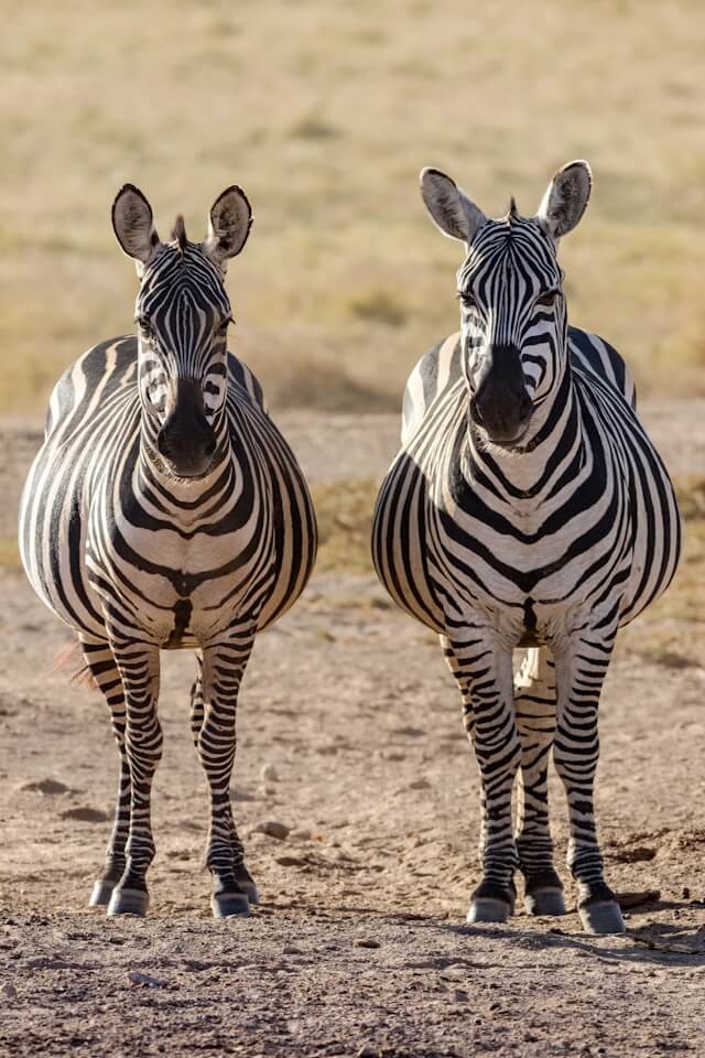 Maasai Mara