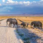 Best National Parks in Kenya