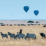 Best time to visit Kenya safari