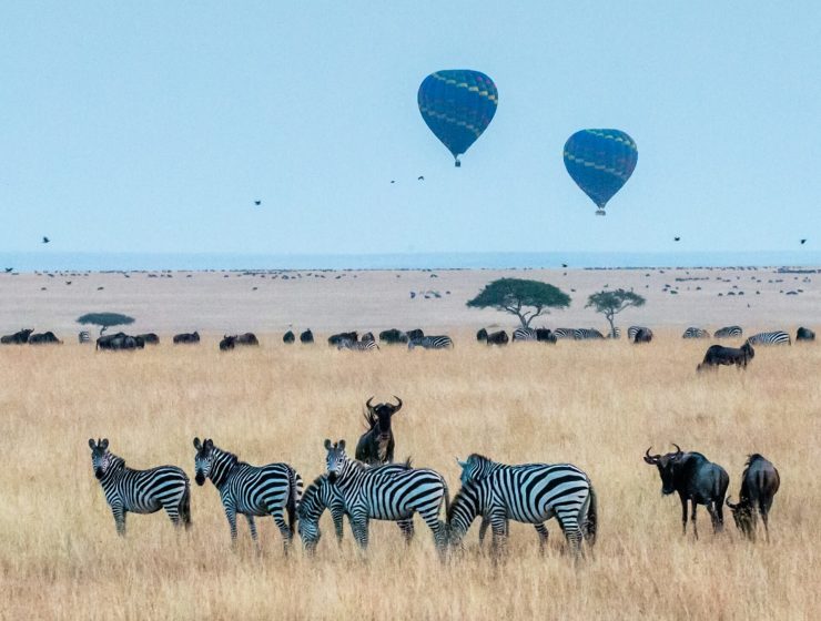 Best time to visit Kenya safari