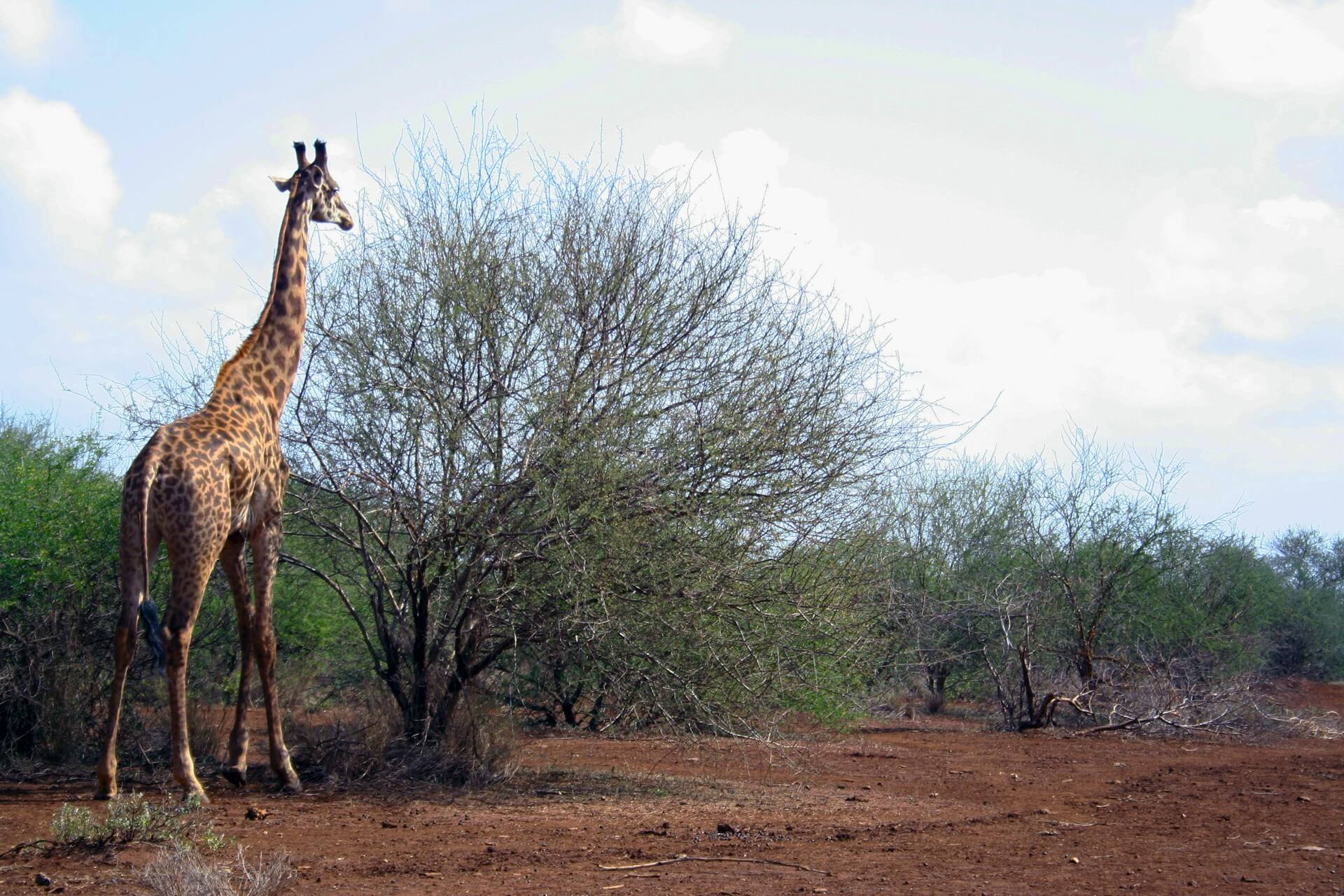 Giraffe at Amboseli National Park