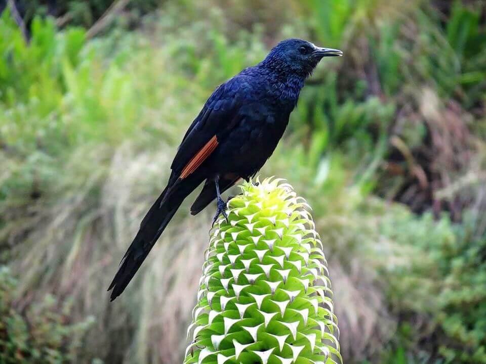 Bird at Mount Kenya