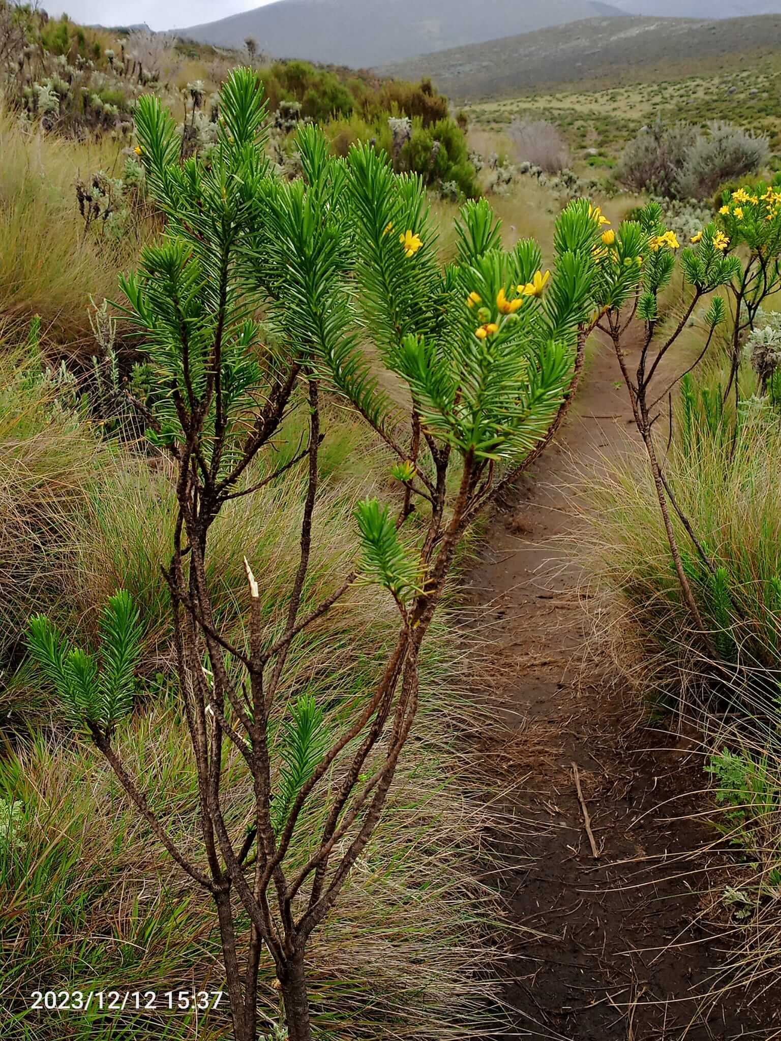 Mount Kenya Hike trail