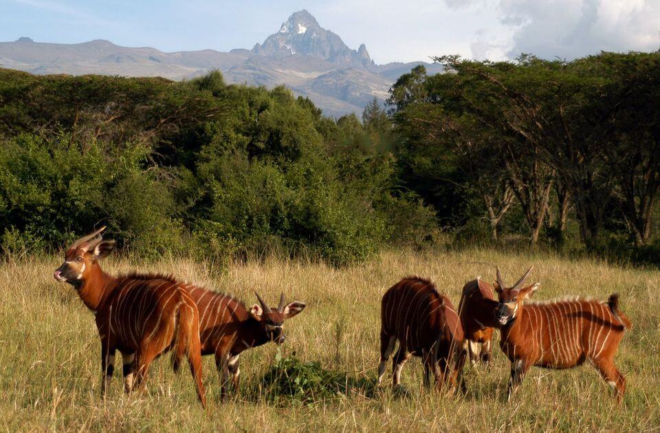 Mount Kenya view during hike