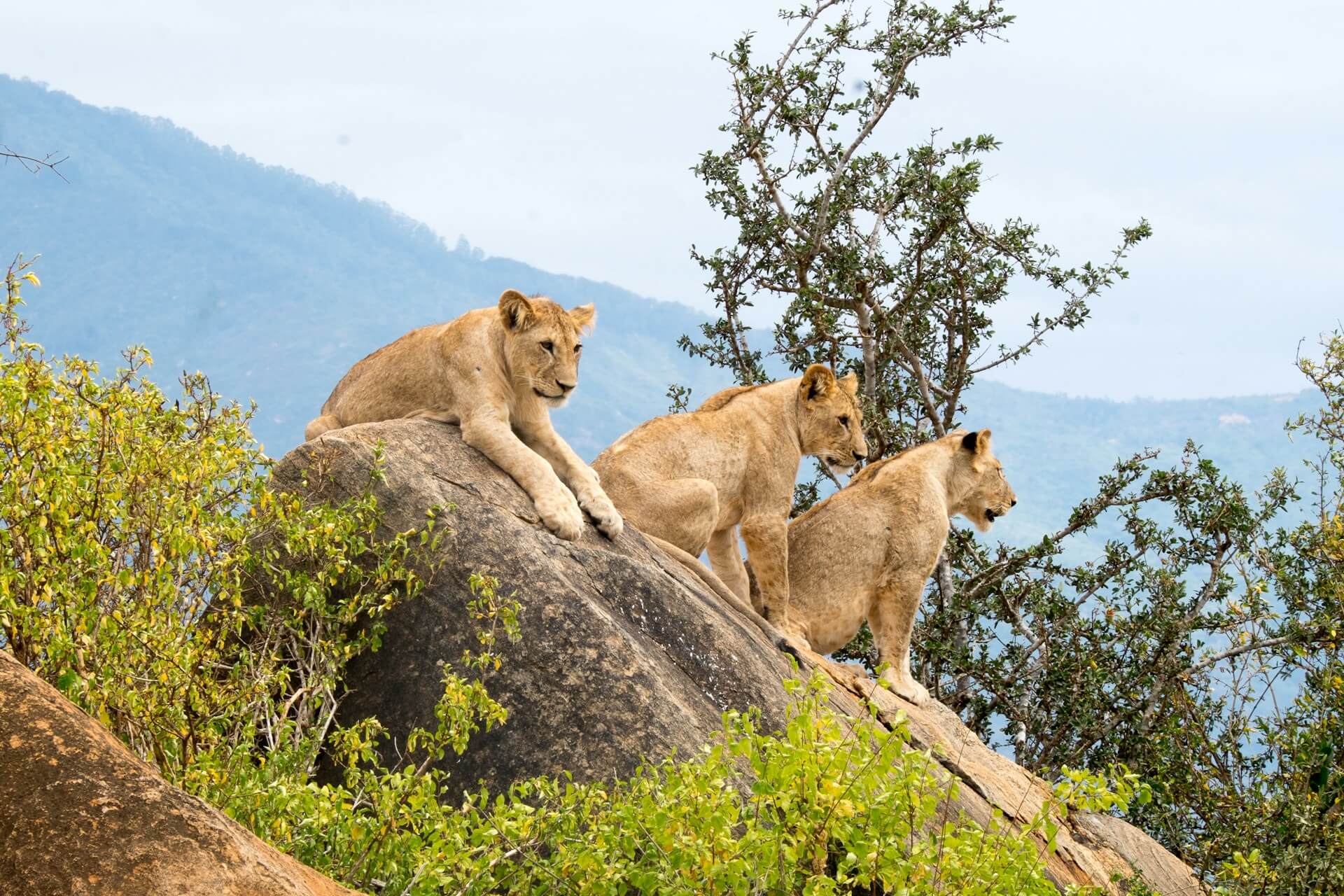 2 Days Tsavo East Safari