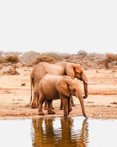 2 Days Tsavo East Safari