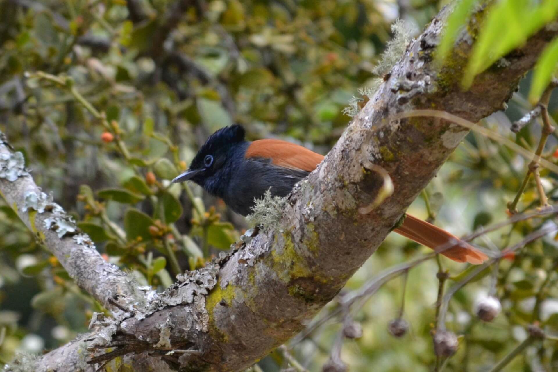 Bird Watching at Mount Kenya National Park One of the best national parks in Kenya