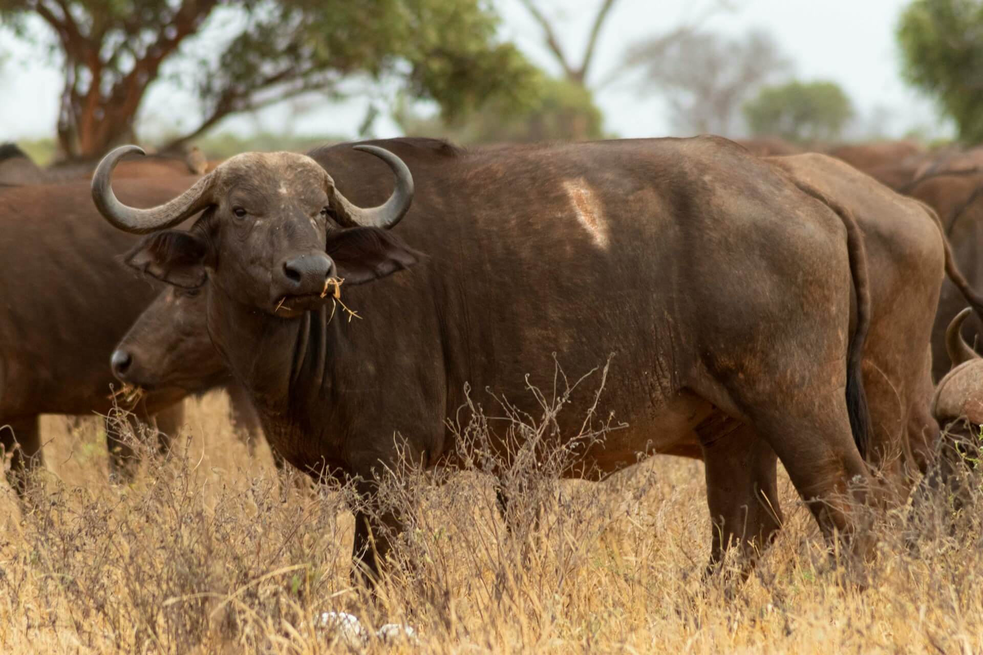 Buffaloes in Tsavo East