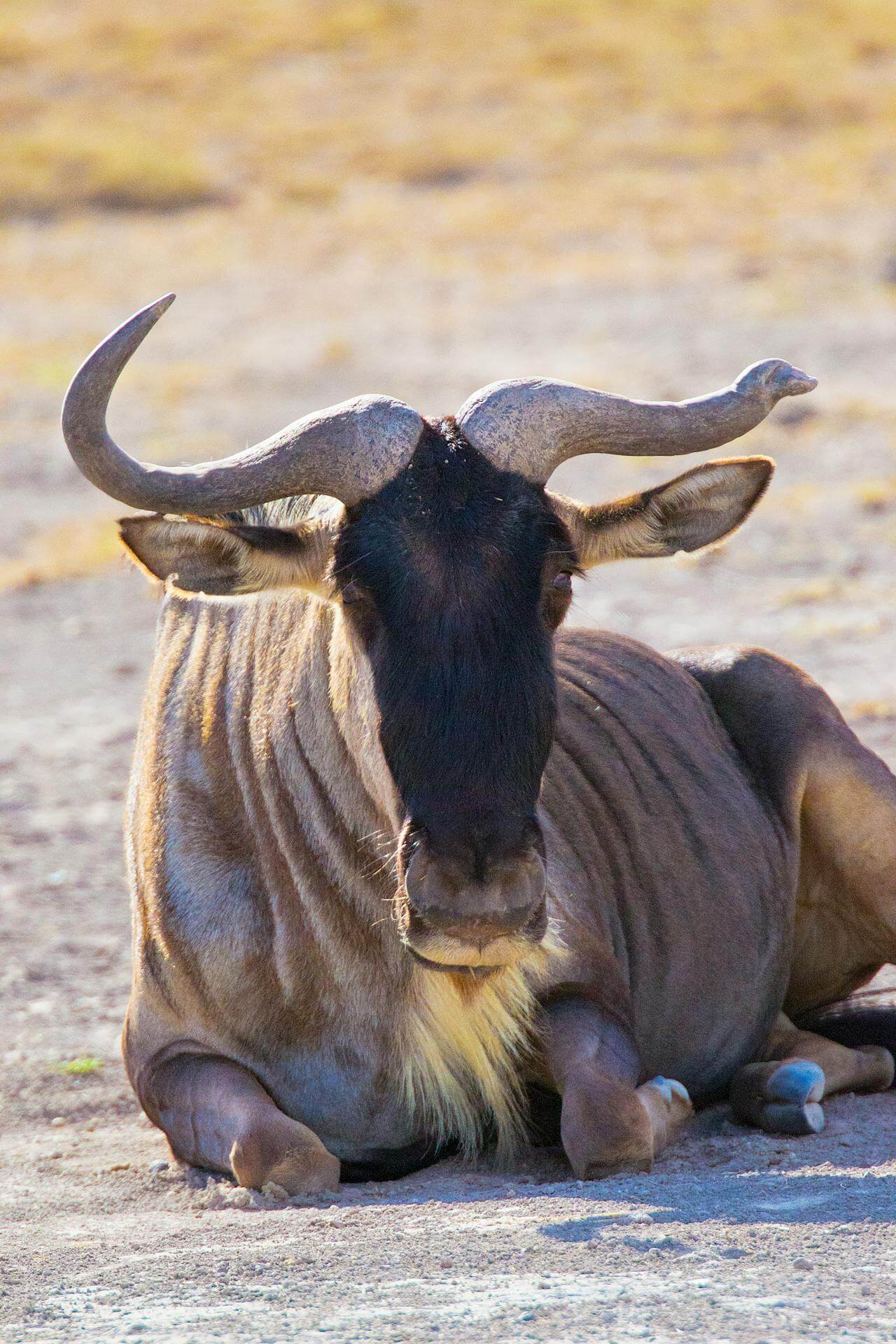 Wildebeest Serengeti