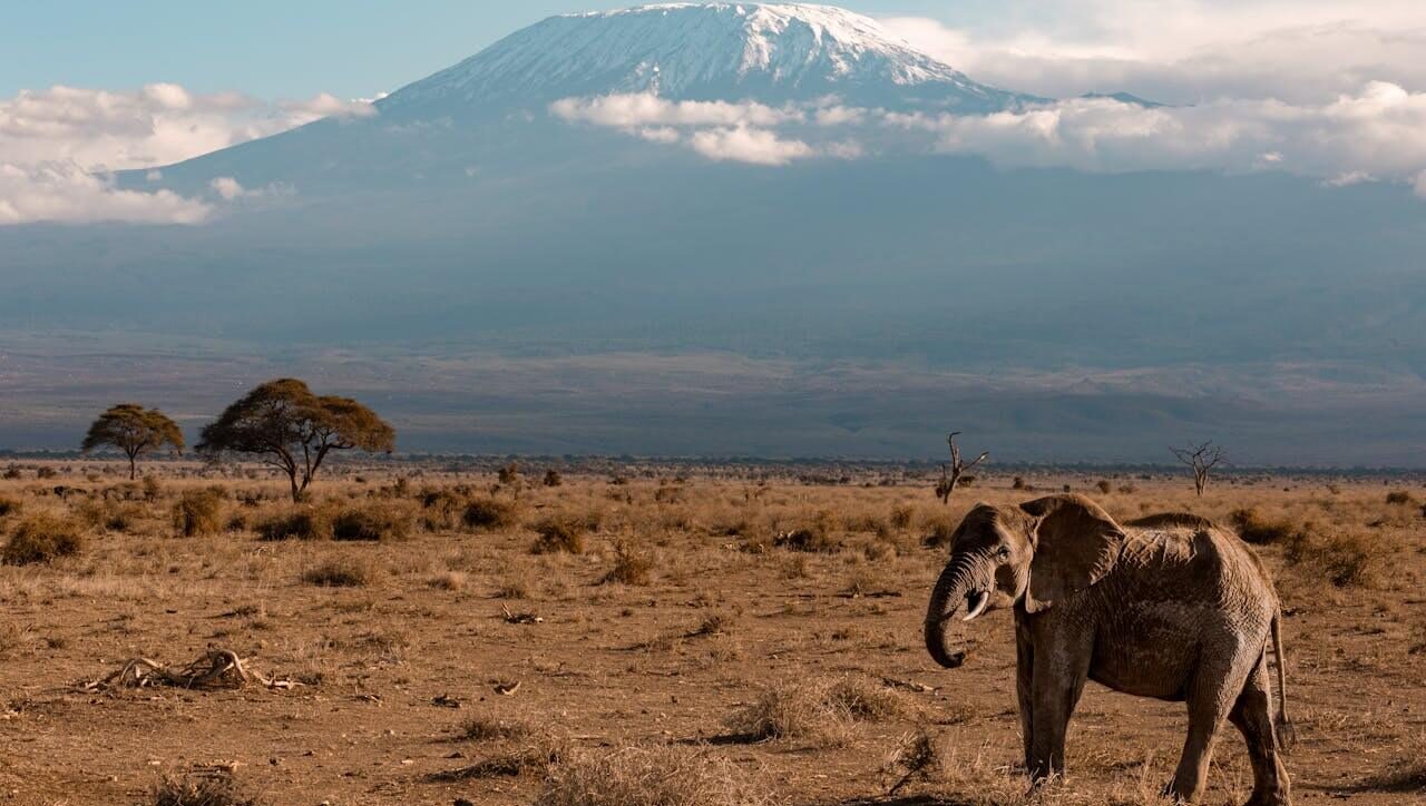 Elephant Kilimanjaro