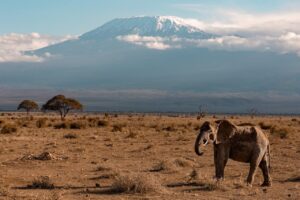 3 Days Amboseli Private Safari Package