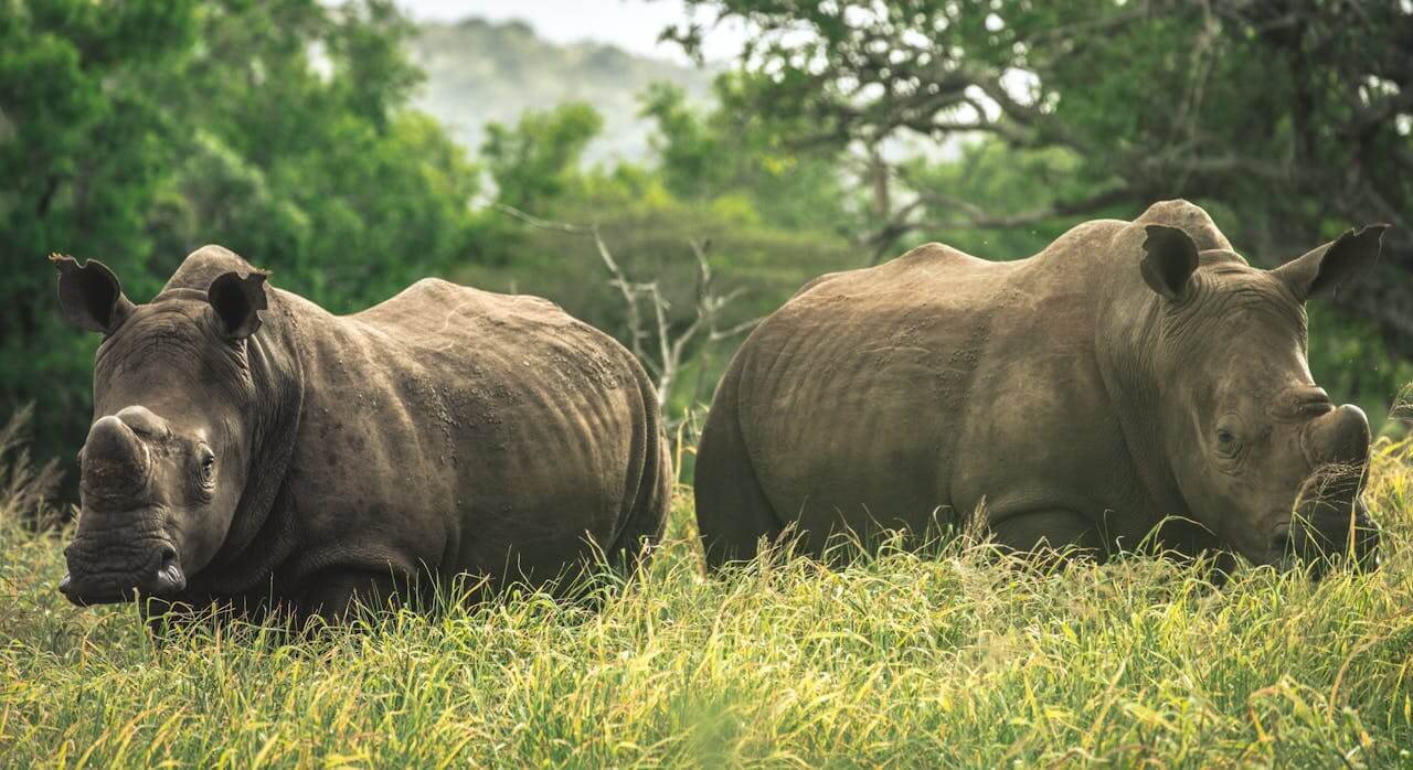 3 Days Serengeti Safari