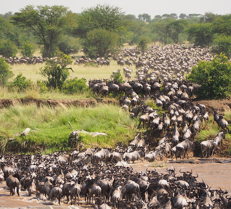 3 Days Serengeti Safari